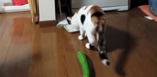 Kto z koho: Mačka verzus uhorka!