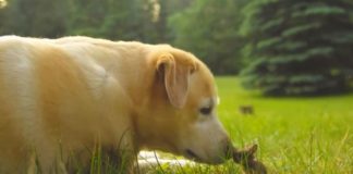 Labrador si našiel roztomilého kamaráta. Hrá sa v tráve s najmenším zajkom akého ste kedy videli